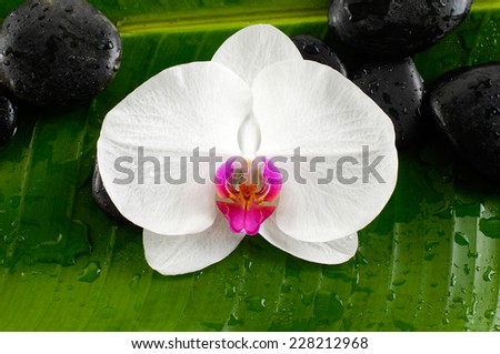 Beautiful spa concept of zen stones ,orchid  on the big green leaf,
