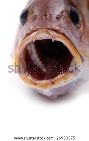 fish with mouth
