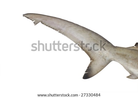 Shark Tail
