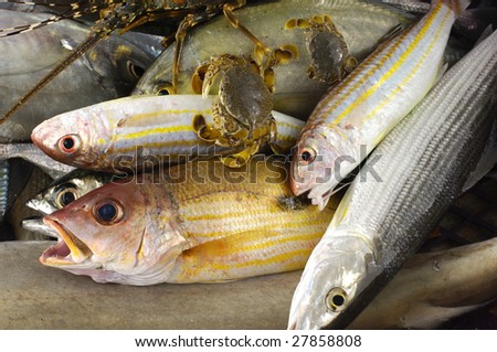 Pacific fresh fish background