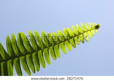 Isolated fern frond in a blue sky