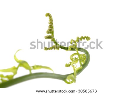 artificial fiddlehead fern stems artificial fiddlehead fern stems