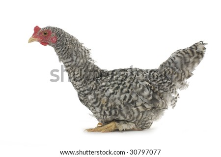 Grey Chicken