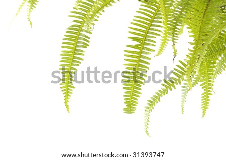 Green fern isolated on white