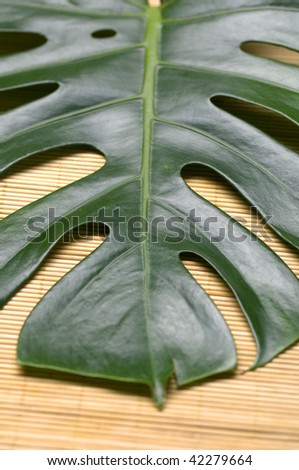 Tropical plant leaf close up