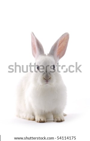 rabbit isolated - stock photo rabbit isolated - stock photo