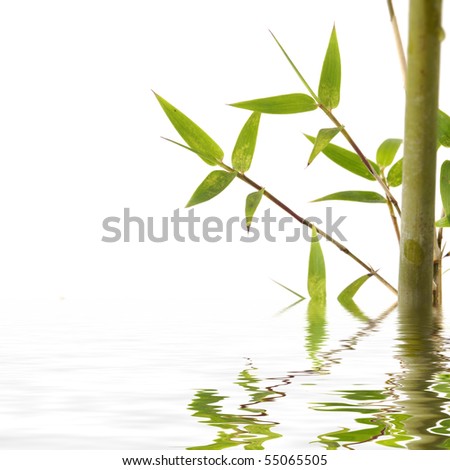 Stock with green bamboo reflection