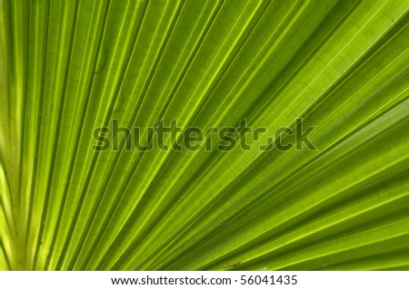 palm leaf for page design