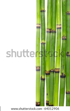 lucky bamboo grove with copy space