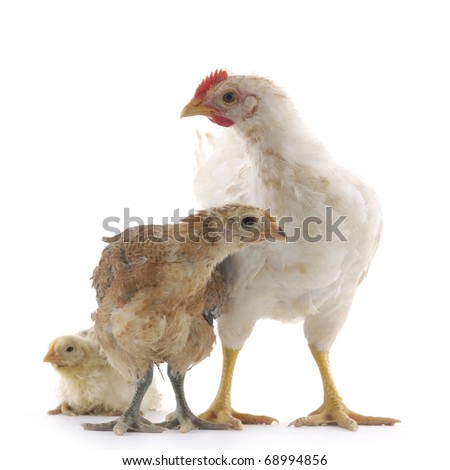 chicken family on white background