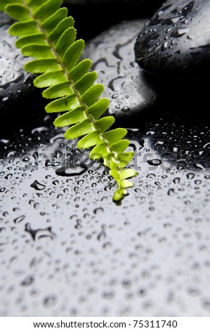 green fern and zen stones with water drops