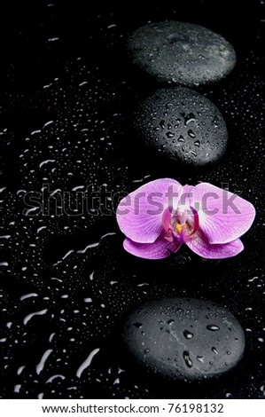 Spa Still life with pink orchid and row of stones