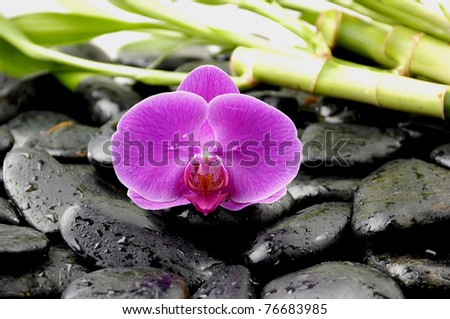 macro of orchid with lay down bamboo leaf on wet pebble