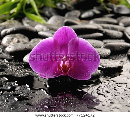 Still life with pink orchid on wet pebble and green palm leaf