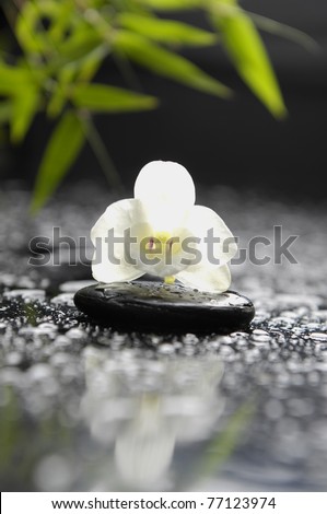 White orchid and stones with green leaves in water drops