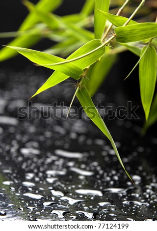 Fresh bamboo with water drops