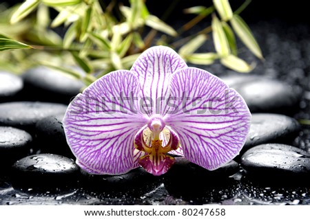 beautiful orchid with bamboo leaf on stones in water drop