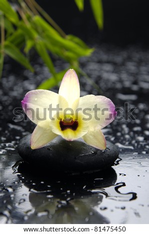 Still life beautiful orchid with bamboo leaf on stones in water drop