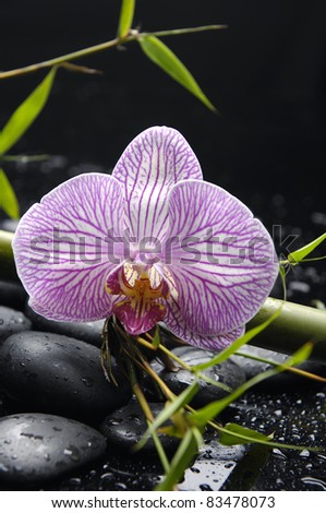 Close-up of beautiful orchid flower with bamboo leaf on stones in water drop