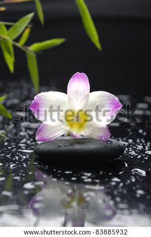 Elegant orchid with zen stones and fresh green bamboo leaves in water drops