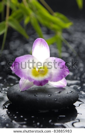 beautiful tropical orchid with bamboo leaf on stones in water drop