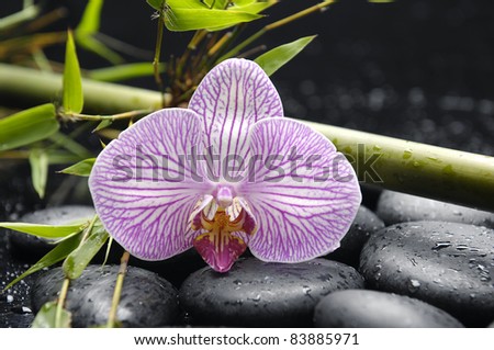 Elegant orchid with fresh green bamboo on zen stones in water drops