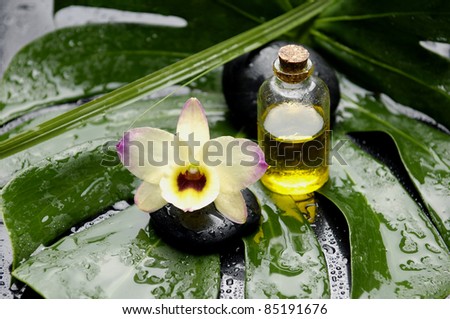 orchid on zen stone and bottle of massage oil on green wet leaf