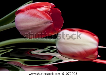 Red tulips reflected in water