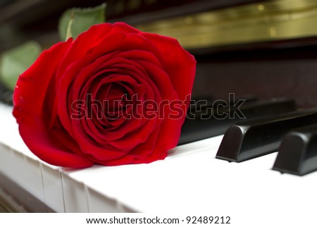 Single red rose on the piano keyboard