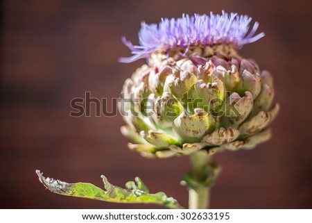 Purple Crown on artichoke
