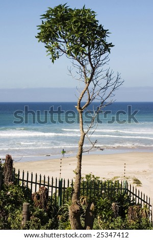 Bay Tree by the sea