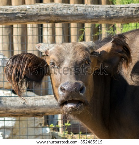 African forest buffalo (Syncerus caffer nanus), portrait