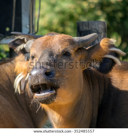 African forest buffalo (Syncerus caffer nanus), portrait