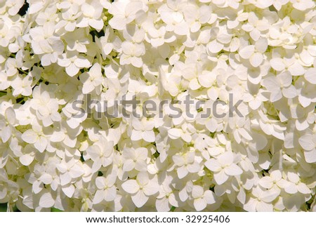 white blossom pattern