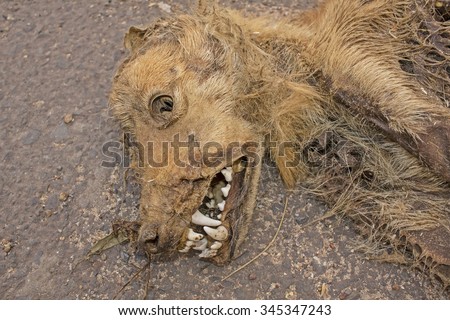 Dead dog lying on macadamized road - The dog hit by a car / Head Close up