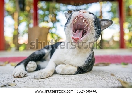 Yawning cat close up in blur background.\
black and white cat yawning - cat gape on concrete floor.