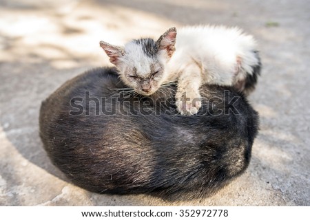 Close up A baby white stray cat sleeping on a black cat in a thailand temple - little cat Sleepy with mom