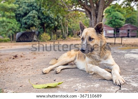 Relaxing dog on concrete floor - Thai Dog