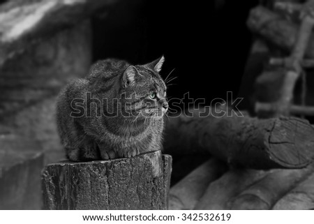 Forest cat sitting on a tree stump, looking into the distance