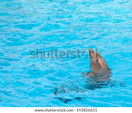 Cute dolphin smiling in swimming pool