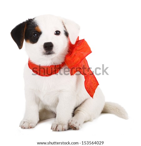 Jack Russell puppy with red cockade on white background Jack Russell puppy with red cockade on white background