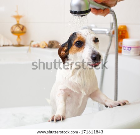 Jack Russell dog taking a bath in a bathtub Jack Russell dog taking a bath in a bathtub