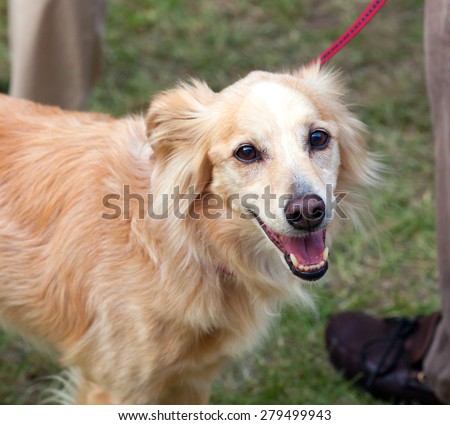 Portrait of a honey colored dog with leash