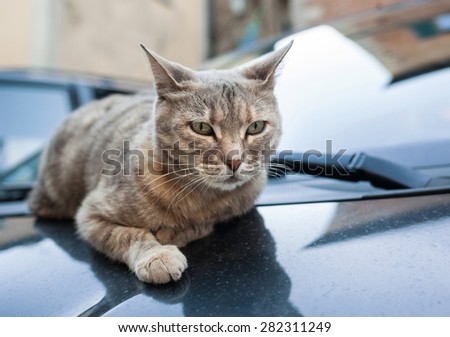 Pretty gray cat resting on car hood looking in camera