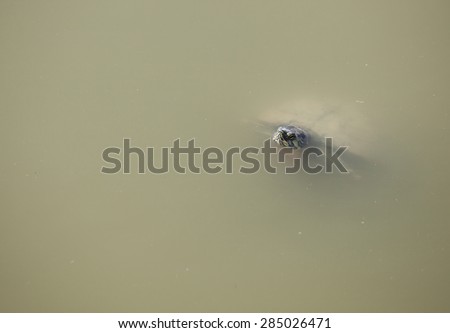 Little turtle peeking out of pond water