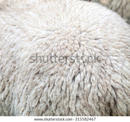 Close up of the fur of a sheep for the production of merino wool