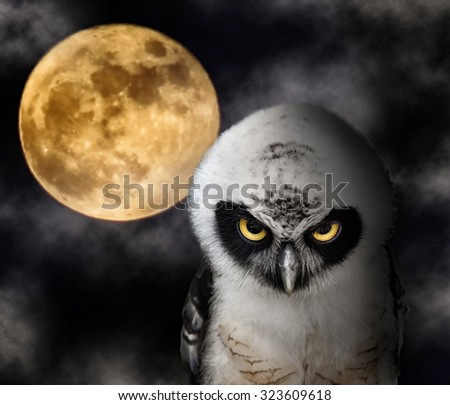 Close up of Owl and Full Moon, Halloween Night Theme.