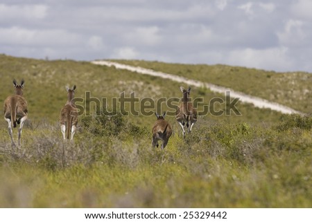 Kangaroos Hopping