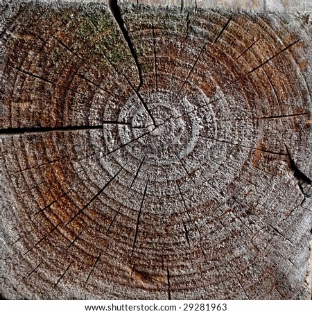 growth ring