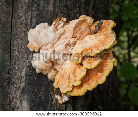 Chicken mushroom is edible and medicinal ones, it grows on trees